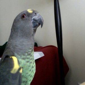 Meet your Posher, Donna